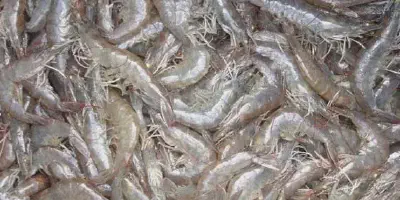 Budidaya Udang Dengan Tambak: Peluang Usaha dalam Bidang Perikanan yang Menguntungkan