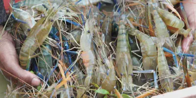 Budidaya Udang dan Bandeng, Jenis Usaha yang Banyak Dikembangkan di Daerah