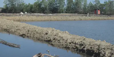 Budidaya Udang dengan Tambak: Kegiatan Ekonomi di Bidang Perikanan yang Menjanjikan