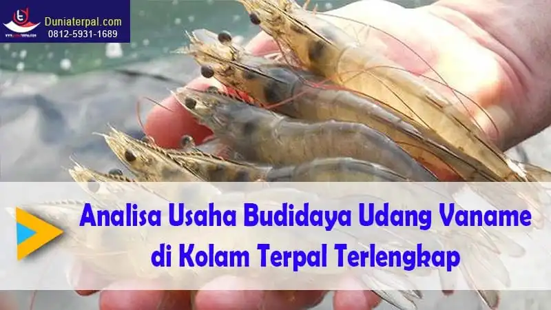 Rahasia Sukses Budidaya Udang Galah: Analisa Usaha, Tips, dan Trik Terbaik