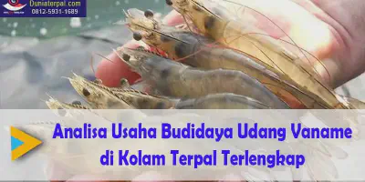 Rahasia Sukses Budidaya Udang Galah: Analisa Usaha, Tips, dan Trik Terbaik