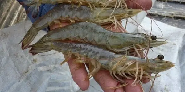 Rahasia Sukses Analisa Usaha Budidaya Udang yang Harus Anda Tahu