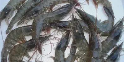 Budidaya Udang Menjadi Mudah dengan Aplikasi Budidaya Udang