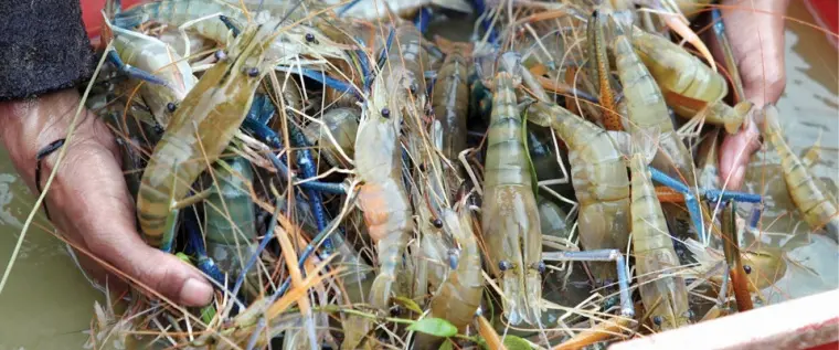 Aplikasi Manajemen Budidaya Udang: Bangkitkan Keuntungan untuk Peternak Udang