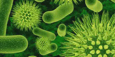 Pentingnya Menangani Bakteri Patogen pada Budidaya Udang