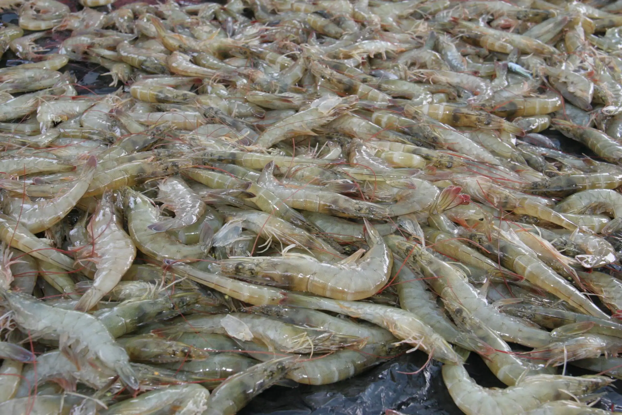 Bisnis Budidaya Udang Galah - Cara Menghasilkan Keuntungan Besar