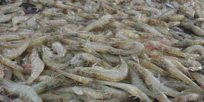 Bisnis Budidaya Udang Galah - Cara Menghasilkan Keuntungan Besar