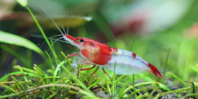 Budidaya Udang Air Tawar di Aquarium: Panduan Lengkap untuk Pemula