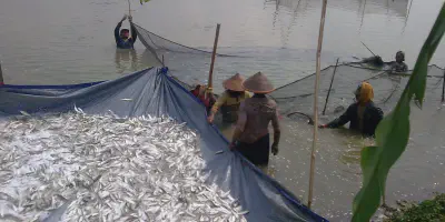 Budidaya Udang Air Tawar di Drum: Cara Mudah dan Efektif