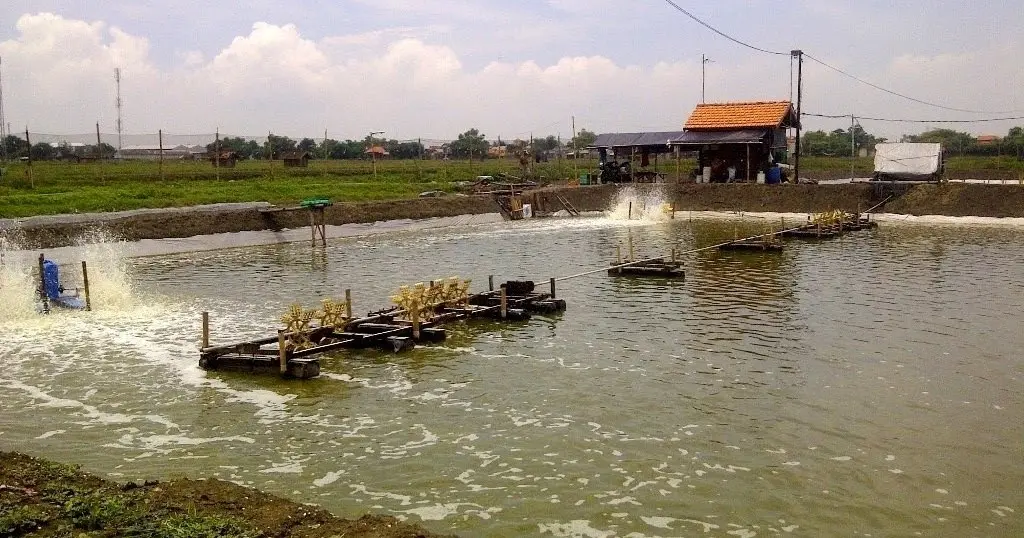 Budidaya Udang Air Tawar di Kolam Tembok - Tips dan Panduan Terlengkap