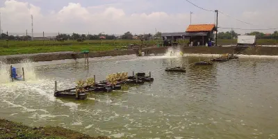 Budidaya Udang Air Tawar di Kolam Tembok - Tips dan Panduan Terlengkap