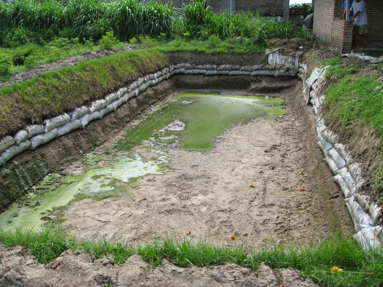 Budidaya Udang Air Tawar di Kolam - Tips Lengkap