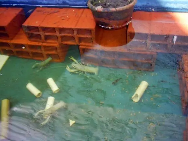 Budidaya Udang Air Tawar di Rumah: Panduan Lengkap Untuk Pemula