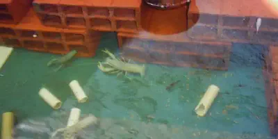 Budidaya Udang Air Tawar di Rumah: Panduan Lengkap Untuk Pemula