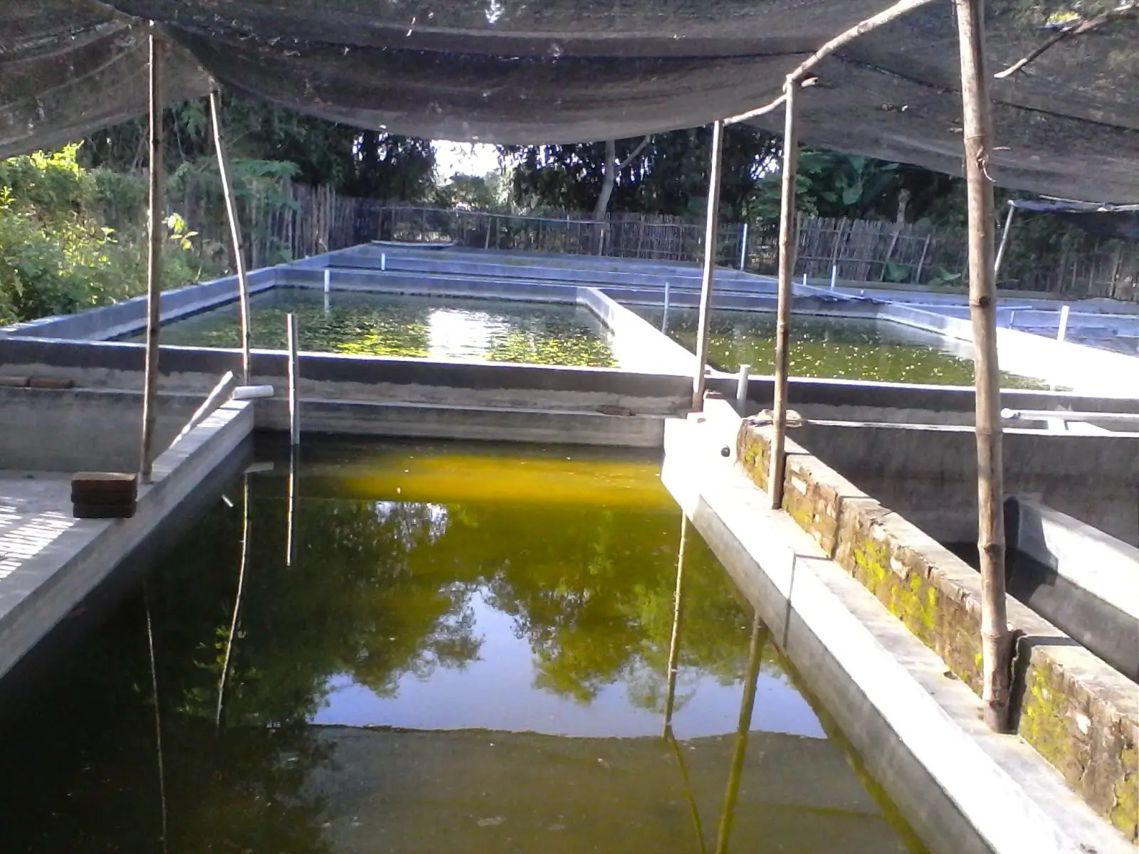 Budidaya Udang Air Tawar di Kolam Beton: Panduan Lengkap dan Praktis