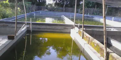 Budidaya Udang Air Tawar di Kolam Beton: Panduan Lengkap dan Praktis