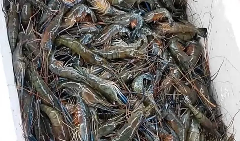 Budidaya Udang Berkualitas Tinggi: Cara Menanam Udang yang Berkelanjutan