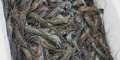 Budidaya Udang Berkualitas Tinggi: Cara Menanam Udang yang Berkelanjutan