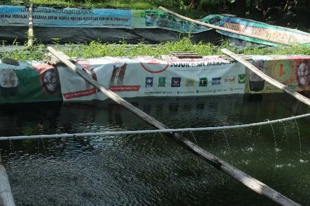 Mengenal Budidaya Udang dan Bandeng Dilakukan di Perairan Indonesia