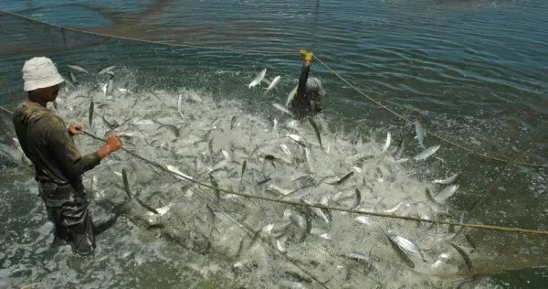 Budidaya Udang dan Ikan Bandeng Terbesar di Indonesia