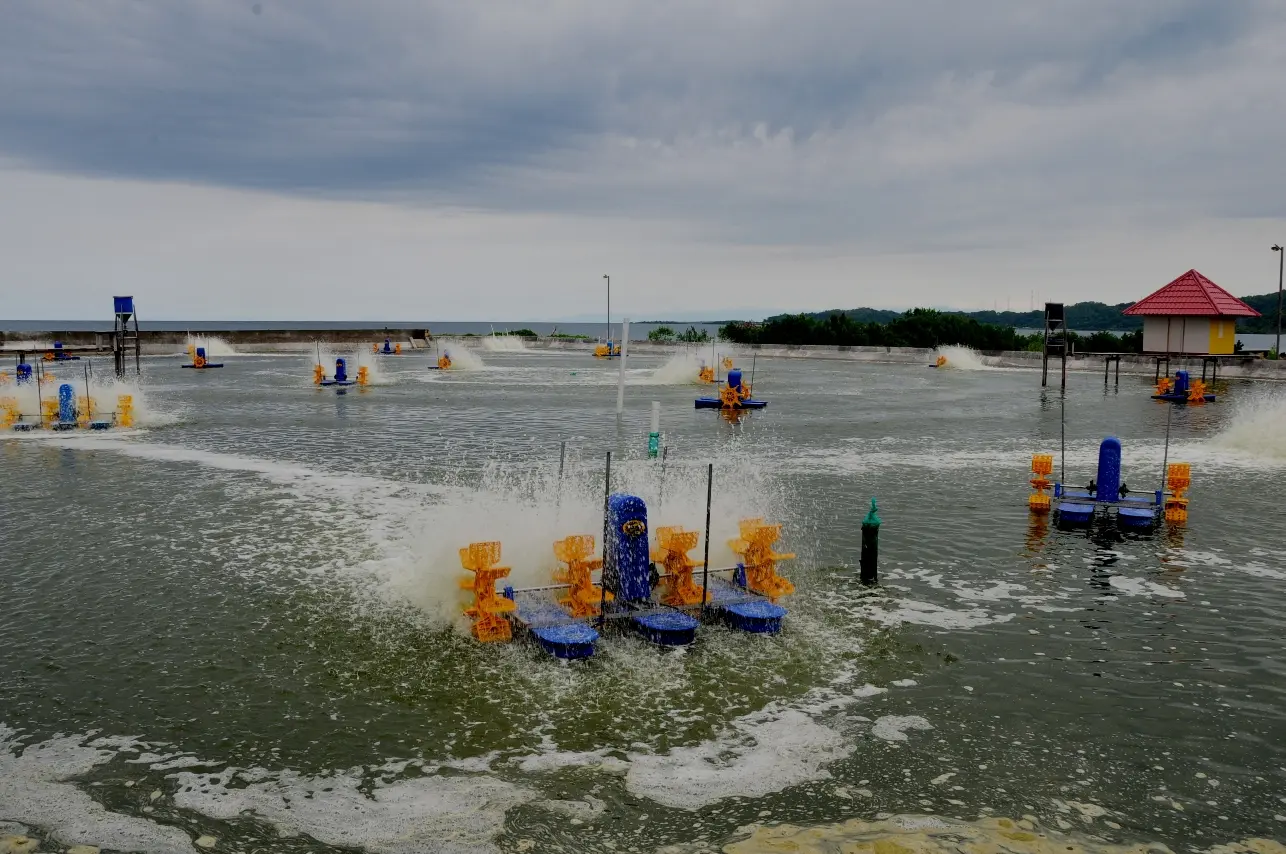Budidaya Udang dengan Tambak Merupakan Bagian Usaha dalam Bidang Pertanian yang Menguntungkan