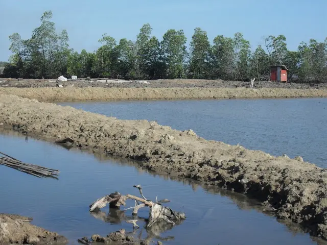 Budidaya Udang dengan Tambak: Kegiatan Ekonomi di Bidang Perikanan yang Menjanjikan