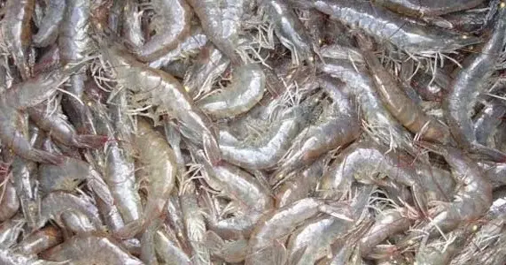 Budidaya Udang Dengan Tambak: Peluang Usaha dalam Bidang Perikanan yang Menguntungkan