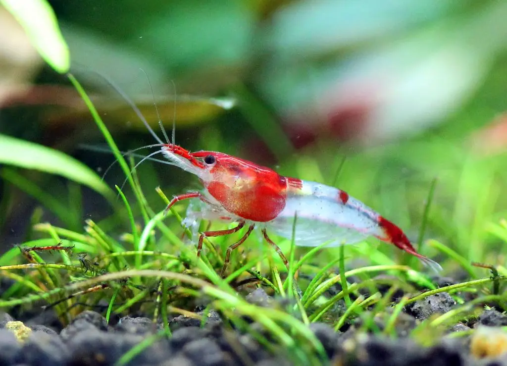 Budidaya Udang di Air - Sukses Menjadi Petani Udang Modern