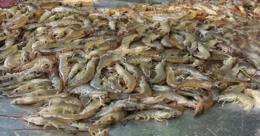 Membuat Budidaya Udang di Ember: Cara yang Mudah dan Efektif