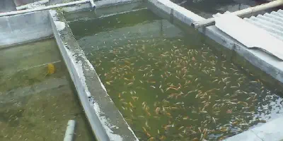 Budidaya Udang di Kolam Beton: Cara Mudah dan Sehat untuk Meraih Sukses