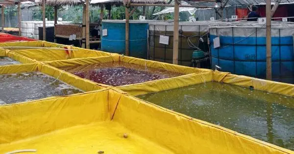 Cara Mudah Budidaya Udang di Kolam Kecil yang Menguntungkan