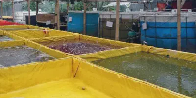 Cara Mudah Budidaya Udang di Kolam Kecil yang Menguntungkan