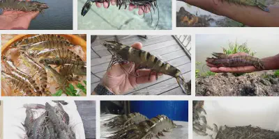 Budidaya Udang di Rumah: Cara Mudah Meningkatkan Kualitas Hidup Anda