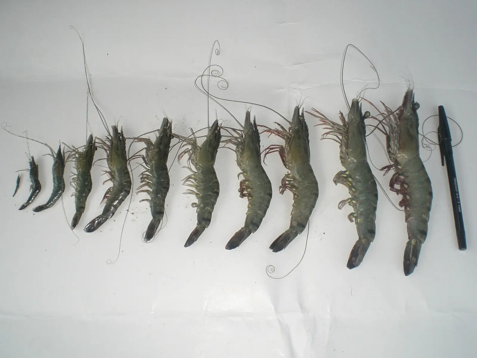 Budidaya Udang di Tambak: Panduan Lengkap untuk Pemula