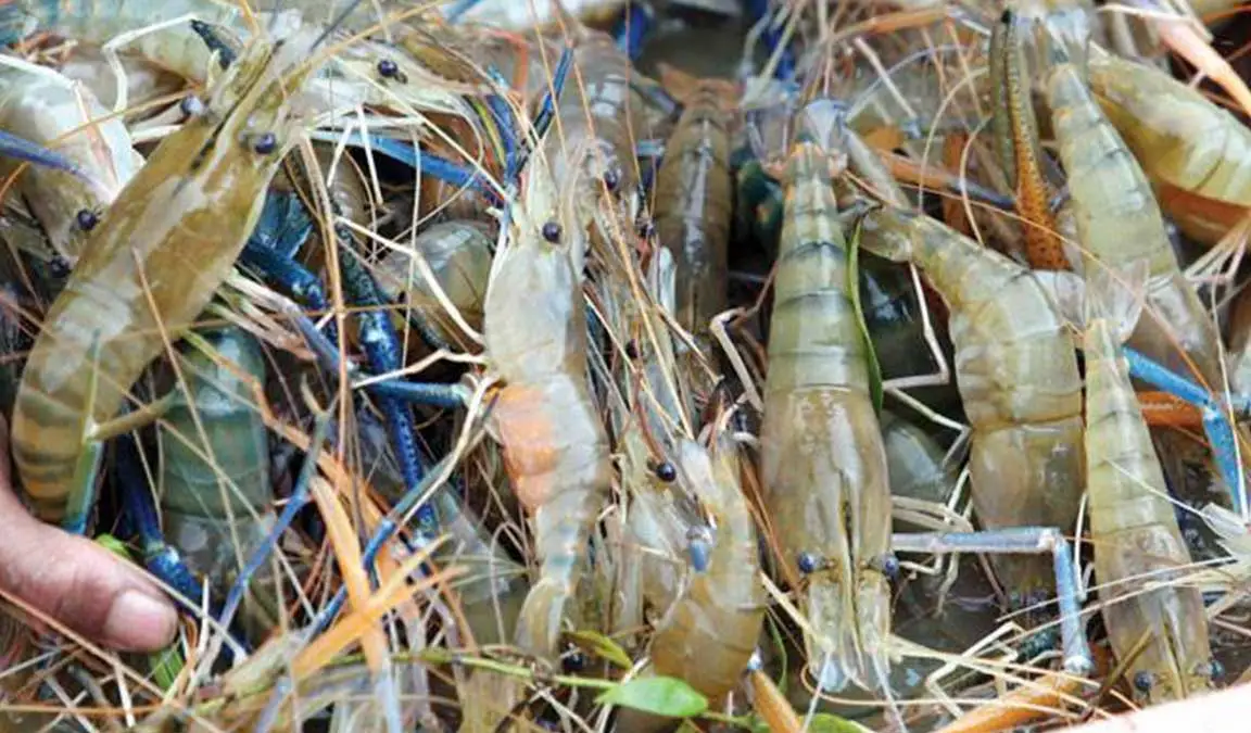 Panduan Budidaya Udang Galah Air Tawar: Tips Dan Trik Berhasil Meningkatkan Produksi Udang Anda