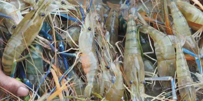 Panduan Budidaya Udang Galah Air Tawar: Tips Dan Trik Berhasil Meningkatkan Produksi Udang Anda