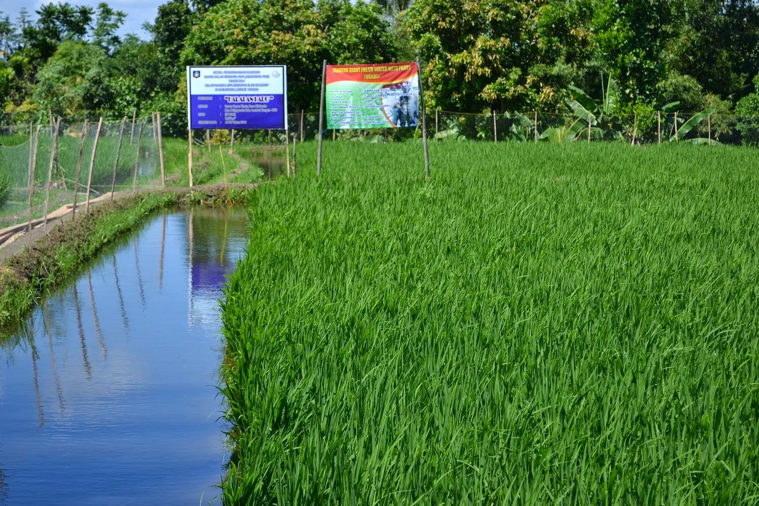 Budidaya Udang Galah dan Padi: Salah Satu Cara Mendapatkan Kedua Hasil Secara Menguntungkan