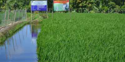 Budidaya Udang Galah dan Padi: Salah Satu Cara Mendapatkan Kedua Hasil Secara Menguntungkan
