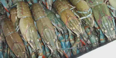 Cara Budidaya Udang Galah di Air Tawar yang Mudah dan Efektif