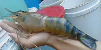 Inovatif! Budidaya Udang Galah di Ember Mudah dan Menguntungkan