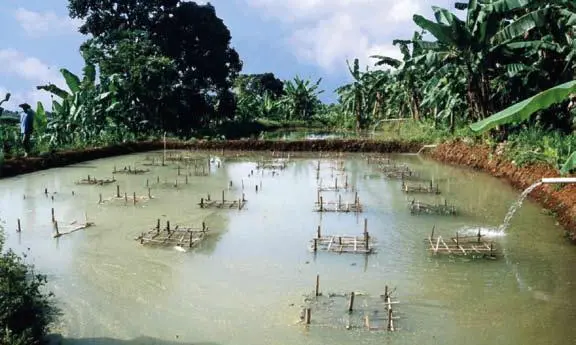 Panduan Lengkap Budidaya Udang Galah di Kolam Tanah untuk Pemula