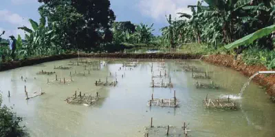 Panduan Lengkap Budidaya Udang Galah di Kolam Tanah untuk Pemula