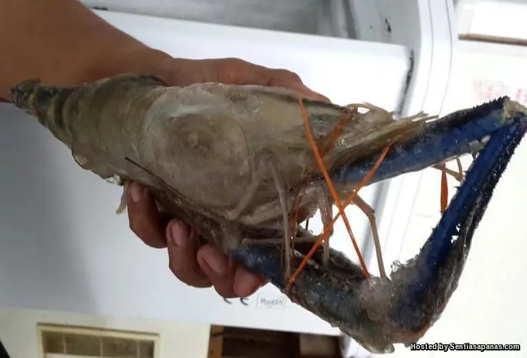 Budidaya Udang Galah di Rumah: Cara Mudah dan Berhasil