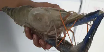 Budidaya Udang Galah di Rumah: Cara Mudah dan Berhasil