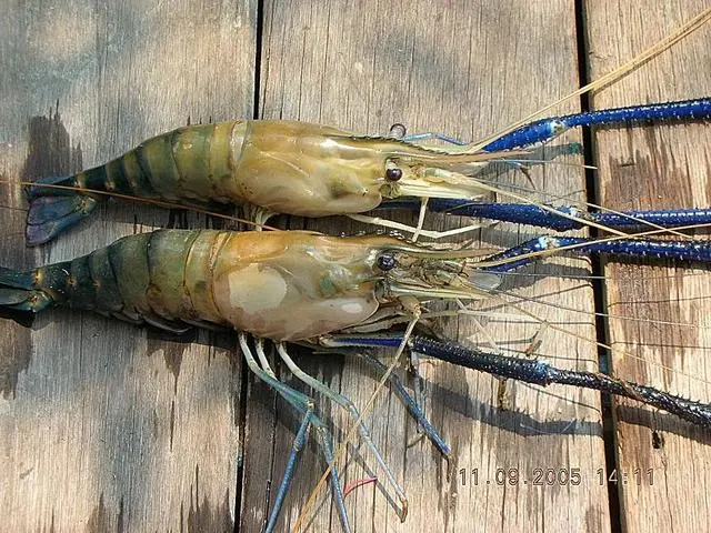 Budidaya Udang Galah PDF: Panduan Lengkap untuk Memulai Bisnis Udang Galah