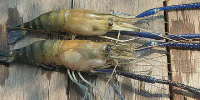 Budidaya Udang Galah PDF: Panduan Lengkap untuk Memulai Bisnis Udang Galah