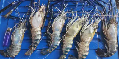 Budidaya Udang Galah: Panduan Lengkap dan Tips Sukses