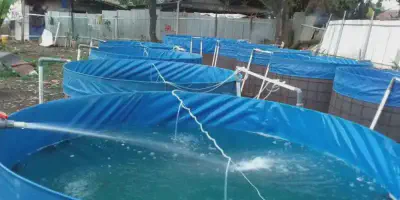 Cara Mudah dan Sukses dalam Budidaya Udang Hias di Kolam