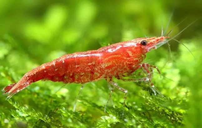 Budidaya Udang Hias Merah: Tips dan Cara Mudah untuk Memulai