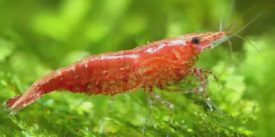 Budidaya Udang Hias Merah: Tips dan Cara Mudah untuk Memulai